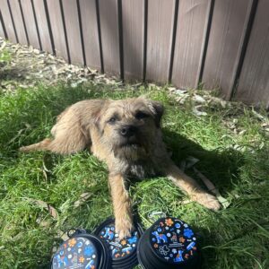 Collapsible Water Bowl