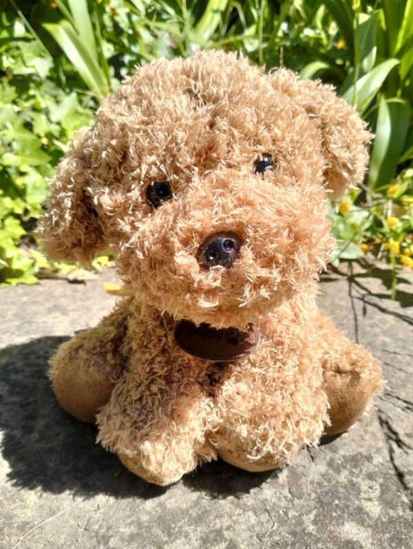 Lions Assistance puppy