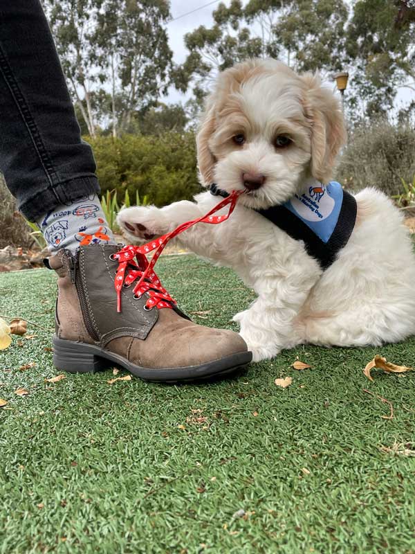 Lions Assistance Dog puppy chewing Lions shoelaces