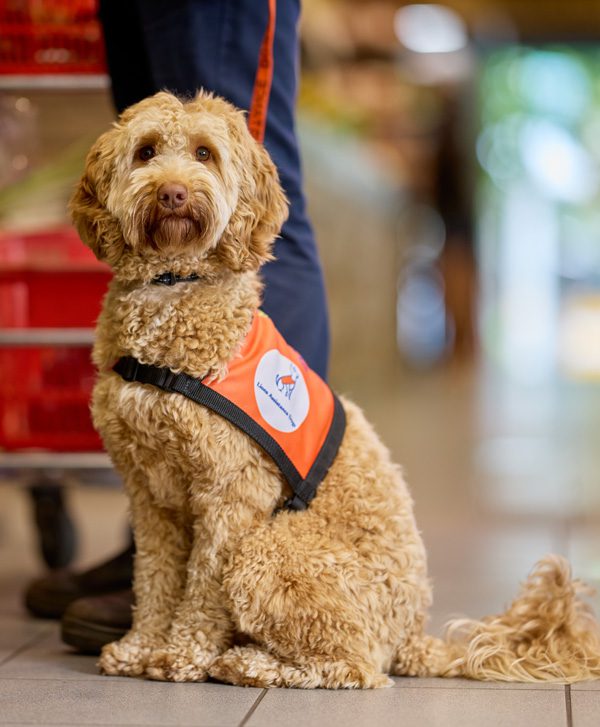 Lions Assistance Dogs - Lions Hearing Dog