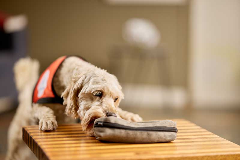 News dog training - Lions Assistance Dogs