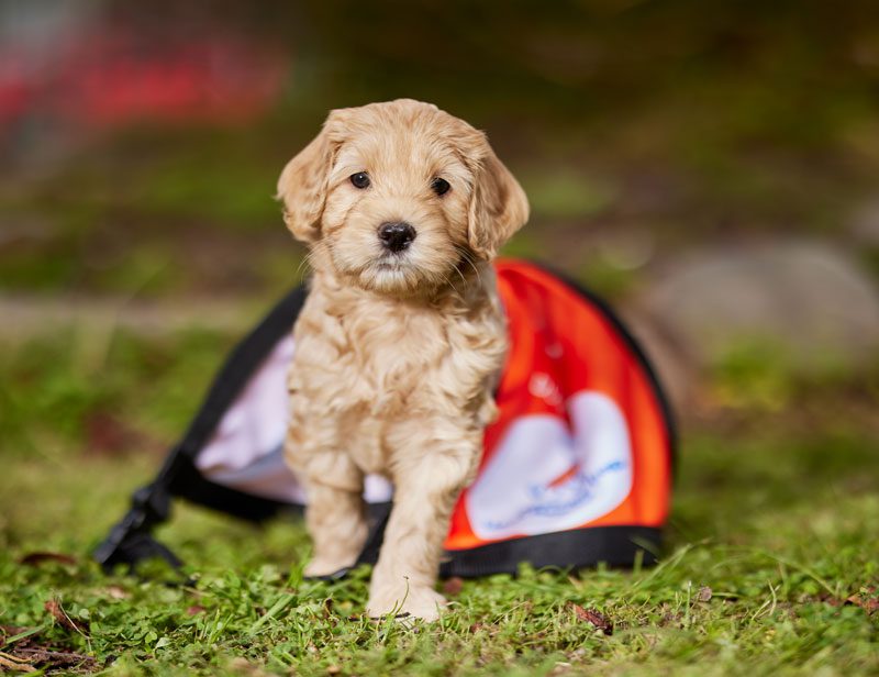 Get involved with Lions Assistance Dogs - hearing puppy