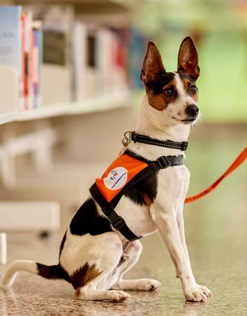 Australian Lions Hearing Dog - Lions Hearing Assistance Dog