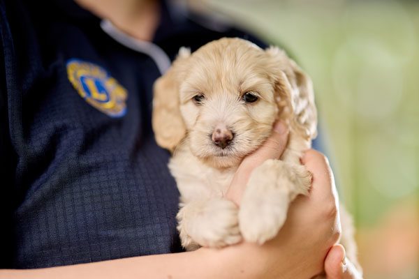 Holding a foster puppy - Lions Assistance Dogs