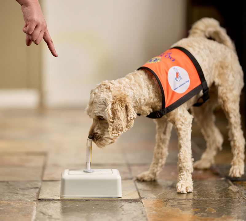 Medical Assistance Dogs - Lions Assistance Dogs