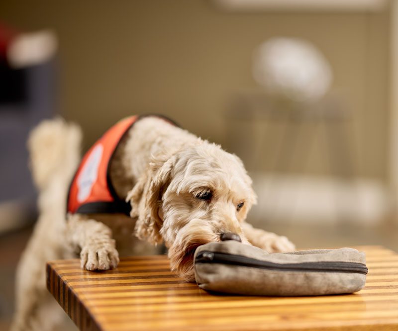 Medical Assistance Dogs - Lions Assistance Dogs