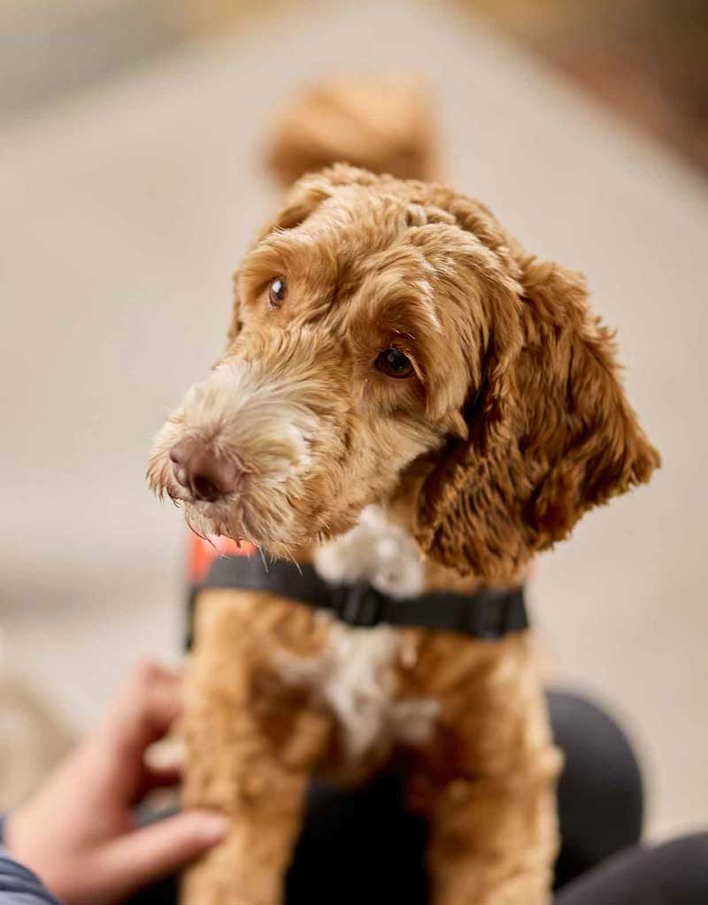 Our Services Lions Assistance - Medical Assistance Dog Tile 