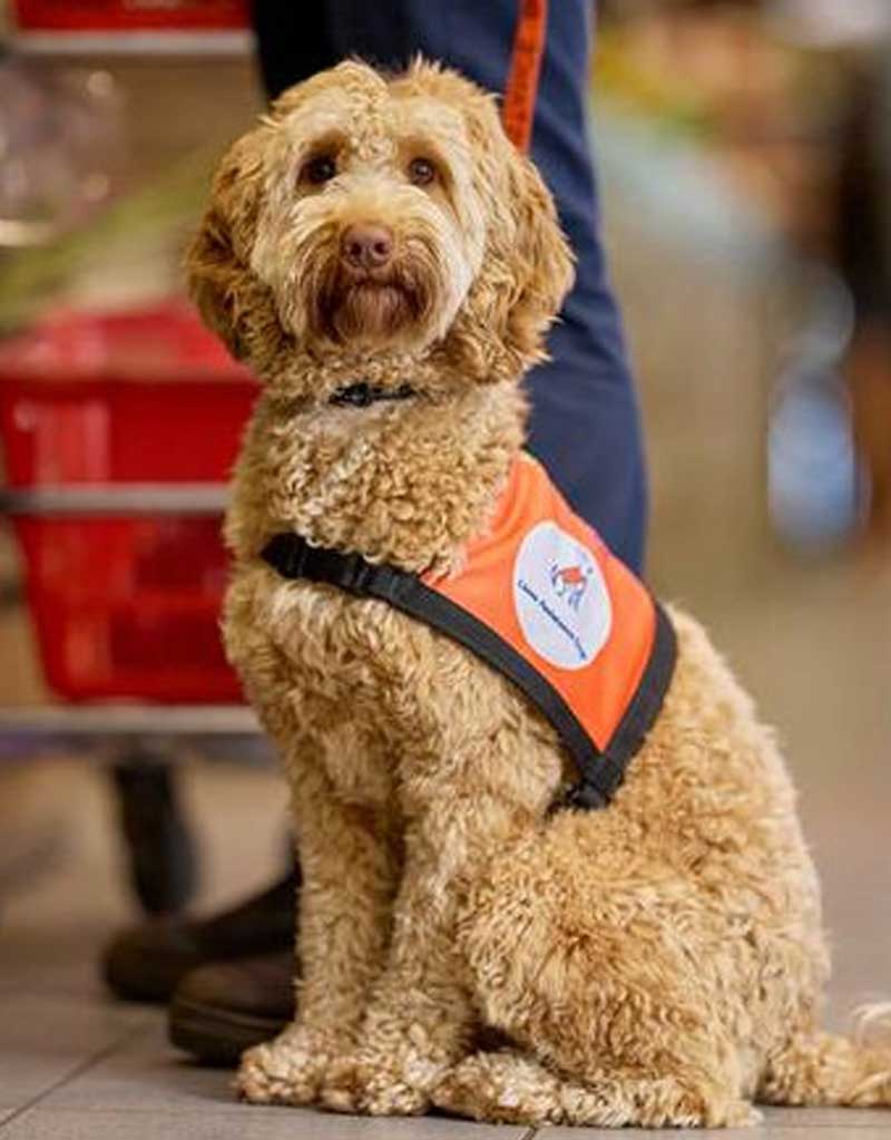 Psychiatric assistance dog