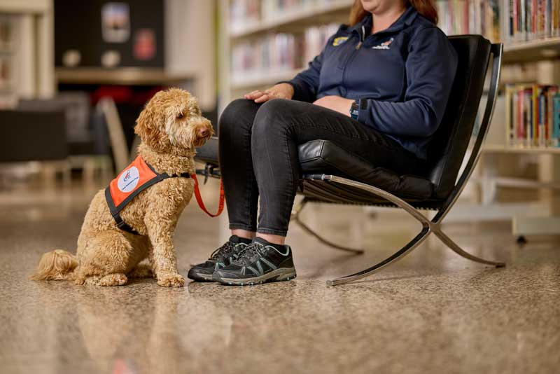Psychiatric Assistance Dogs - Lions Assistance Dogs