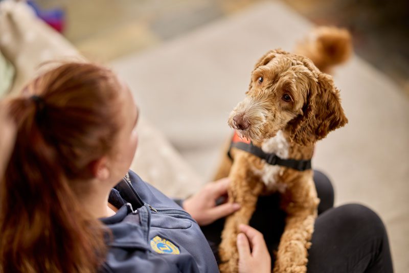 Psychiatric Assistance Dogs - Lions Assistance Dogs