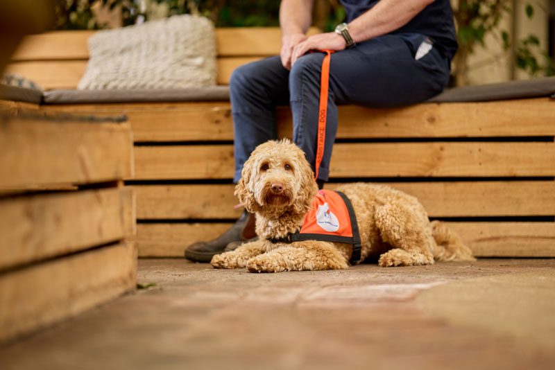 Psychiatric Assistance Dogs - Lions Assistance Dogs