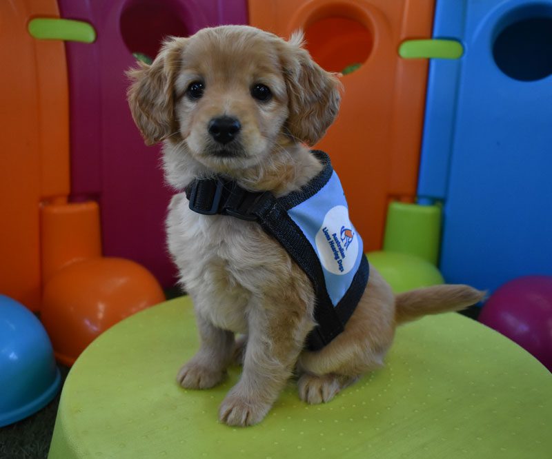 Upcoming events banner with puppy at graduation