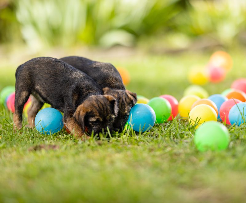 Volunteers BnB Program - puppies playing with colourful balls - Lions Assistance Dogs
