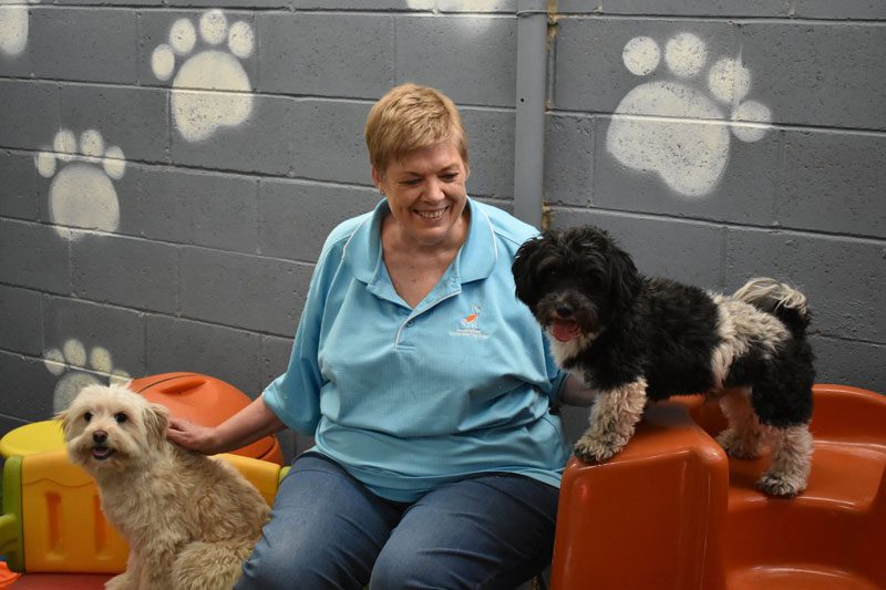 Volunteer enrichment with assistance dogs - Lions Assistance Dogs