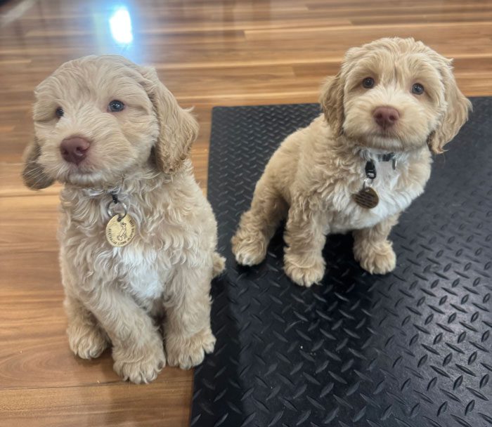 Puppies - Lions Assistance Dogs
