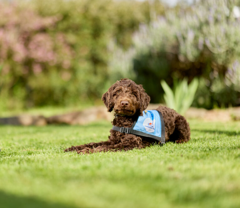 Hearing Dogs - October 2025 299