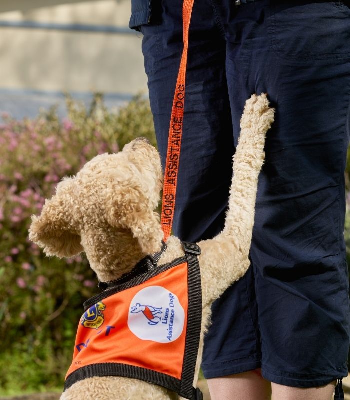 Lions Assistance Dog Zena performing Touch alert task