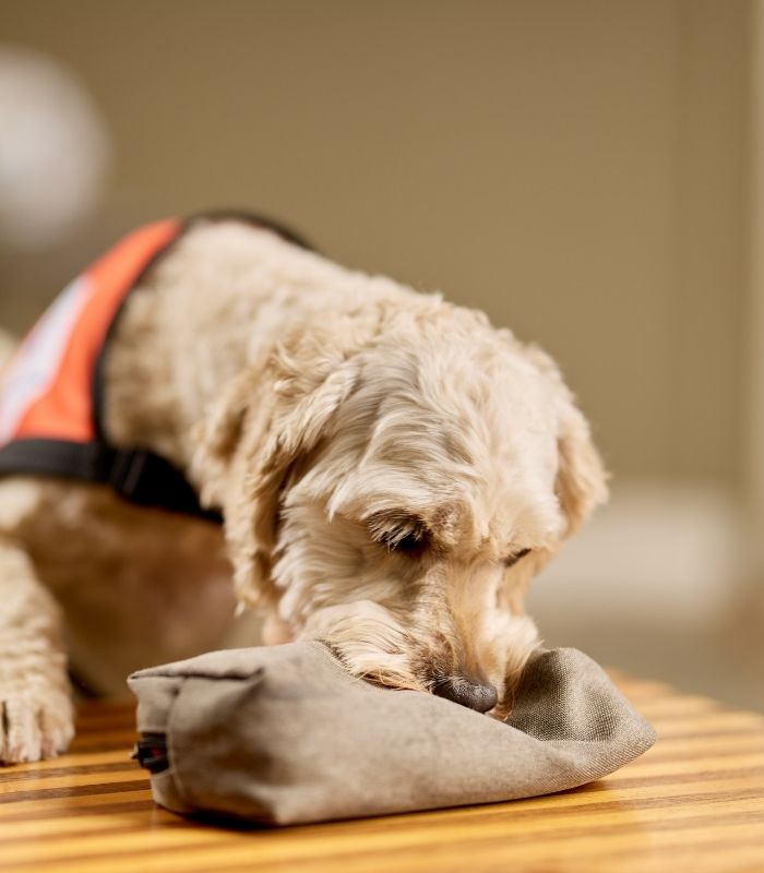 Diabetic Alert Dog performing Hypokit retrieve