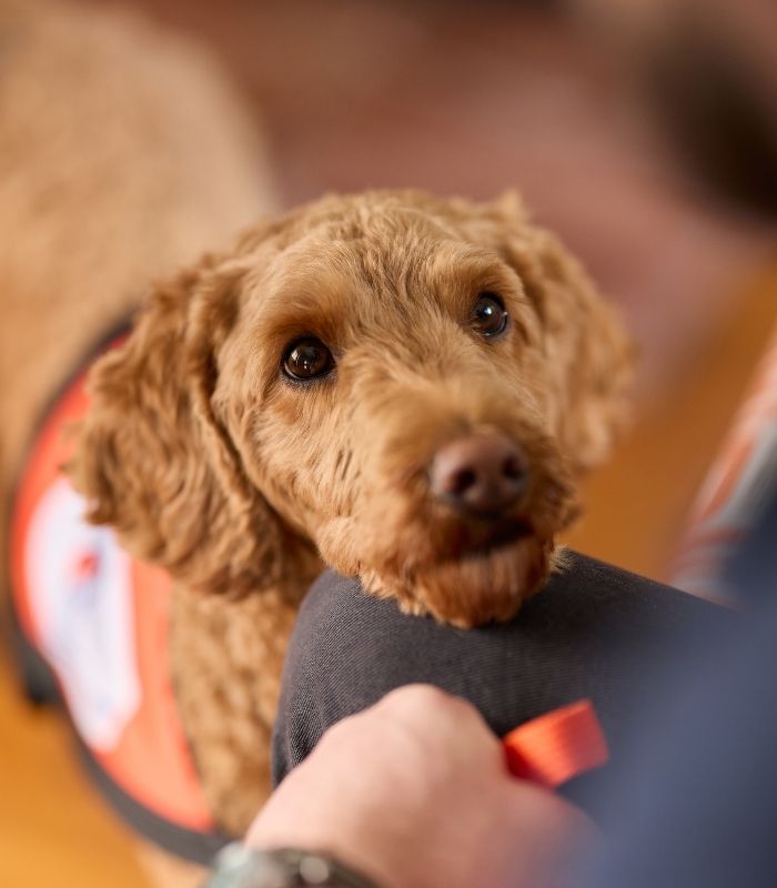 Psychiatric Assistance Dog Eddie performing Chin task