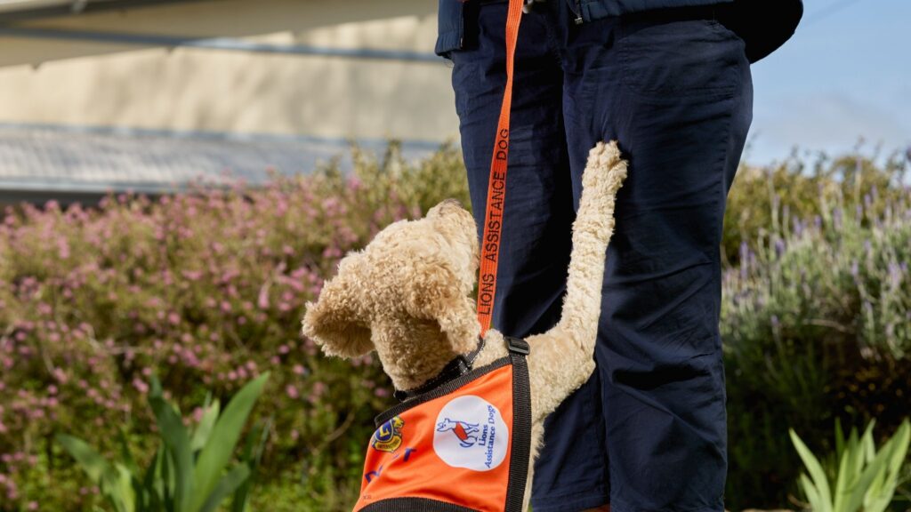 Lions Assistance Dog Zena performing touch command