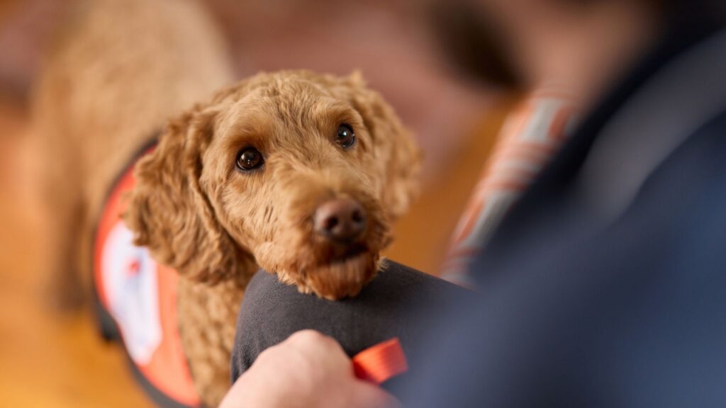 Lions Assistance Dog Eddie performing Chin Psychiatric Assistance Dog Task